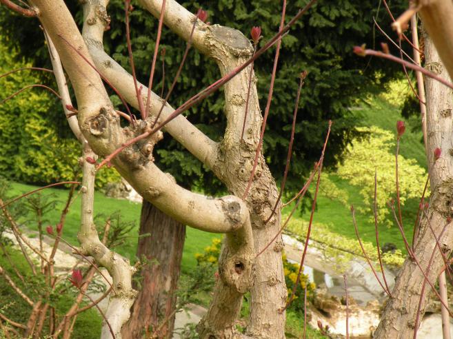  tronc d'arbre avec noeuds